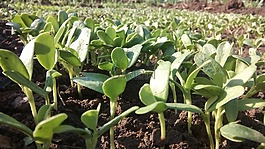 農(nóng)業(yè),植物區(qū)系,葉