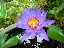 蓮花,寧靜,健康
