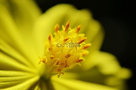 花蜜,花,黃色花