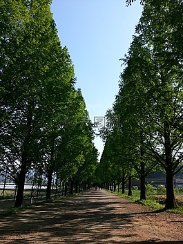 林道,樹,吉