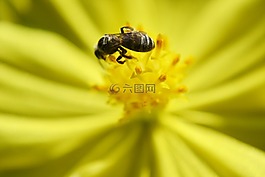 蜜蜂,小蜜蜂,花蜜