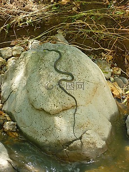 蛇,石,自然