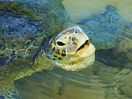 海龜,野生動物,水