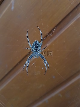 蜘蛛,節(jié)肢動物,昆蟲