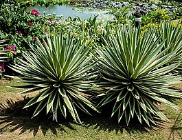 龍舌蘭,植物,池塘