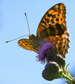 弗里蒂,argynnis 波纹巴非蛤,蝴蝶
