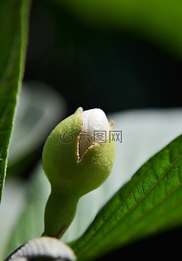 番石榴花蕾,水果,洁白的花朵