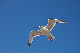 鳥(niǎo),海鷗,天空