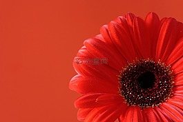 花,朵紅色的花,非洲菊