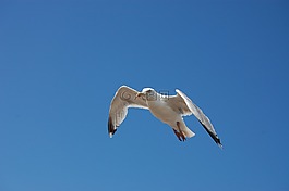 鳥,海鷗,藍藍的天空
