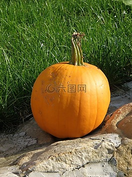 南瓜,橙,秋