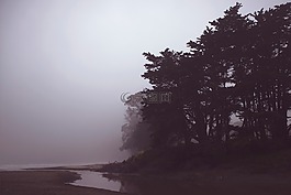 海岸,岸,樹