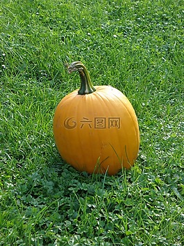 南瓜,橙,秋