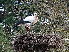 鸛,鳥巢,鳥