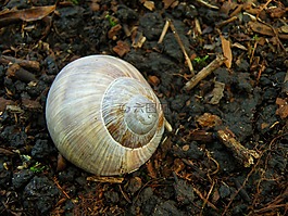 蠕蟲,海螺,蝸牛