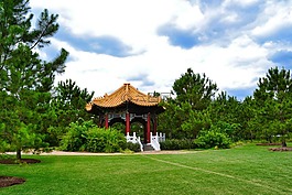樹,木材,戶外