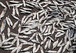 魚,干燥,印度石油沙丁魚