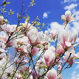 鮮花,春天,玉蘭