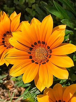 花,植物區(qū)系,自然