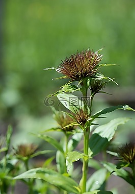 廠,植物群,性質(zhì)