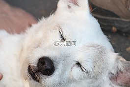 狗,白,小狗