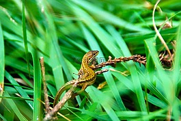 蜥蜴,爬行動物,自然