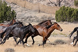野性的馬,野生,運行