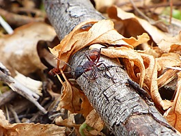 螞蟻,詳細(xì),樹(shù)干