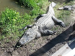 鱷魚,爬行動物,野生動物