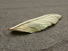 片,细节,彩色