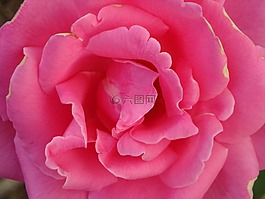 玫瑰,花,開(kāi)花