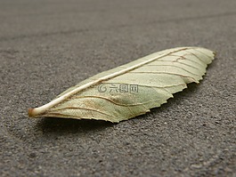 片,细节,彩色