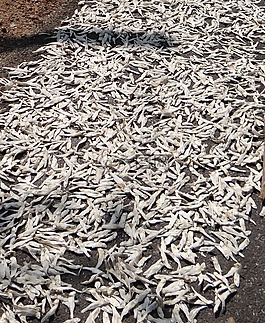 魚,干燥,印度石油沙丁魚