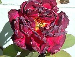 玫瑰,花,開(kāi)花