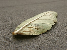 片,细节,彩色