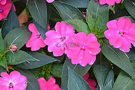 粉紅色的花朵,地塊,花壇