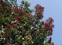 树,kindal,asvakarnah