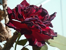 玫瑰,花,開花