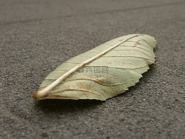 片,细节,彩色