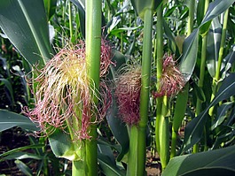 麦田,玉米棒,玉米叶