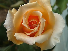 玫瑰,花,開花
