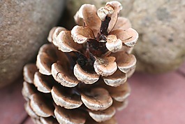 松果,自來水,松