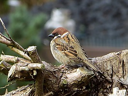 麻雀,passeridae,坐在