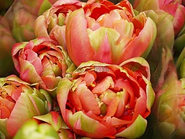 法國(guó),鮮花,牡丹
