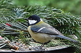 動(dòng)物,鳥,山雀