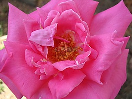 玫瑰,花,開(kāi)花