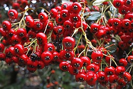 水果,紅色,健康
