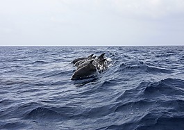 海豚,動物,海
