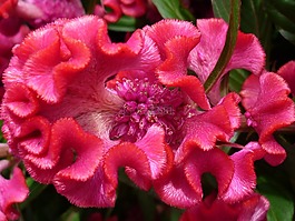hahne梳,花,红色