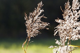 里德,芦苇,草